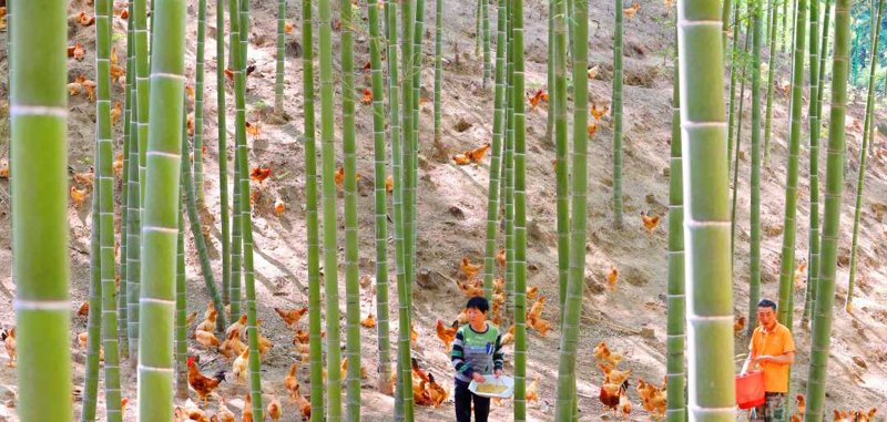 黄山农产品，你了解多少？今天就带大家深入了解黄山特色农业产品。