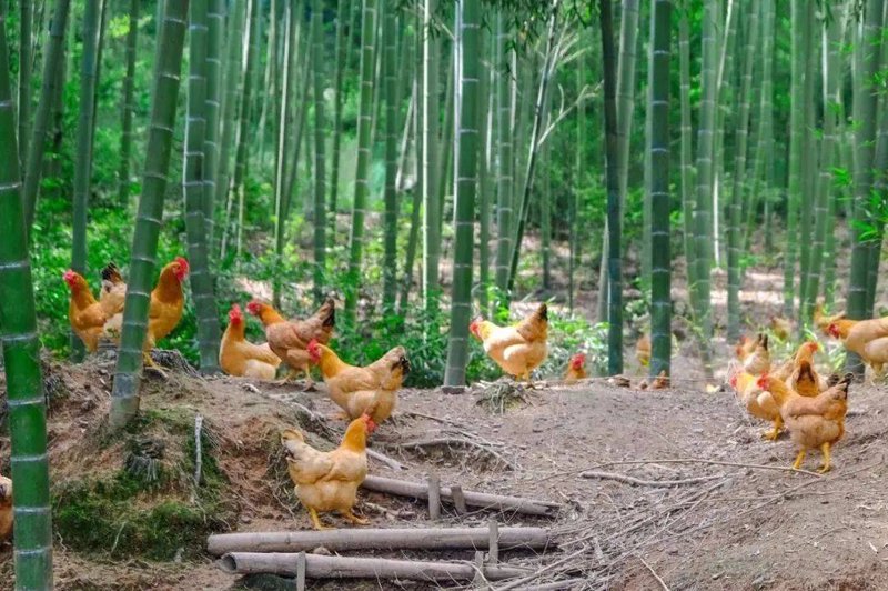 竹林鸡养殖